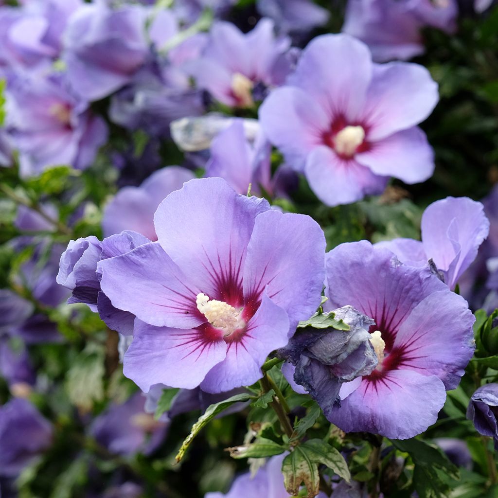 Hibisco-da-síria Oiseau Bleu (Marina) - Hibiscus syriacus