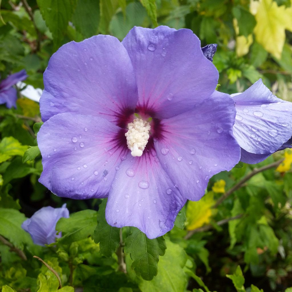 Hibisco-da-síria Oiseau Bleu (Marina) - Hibiscus syriacus