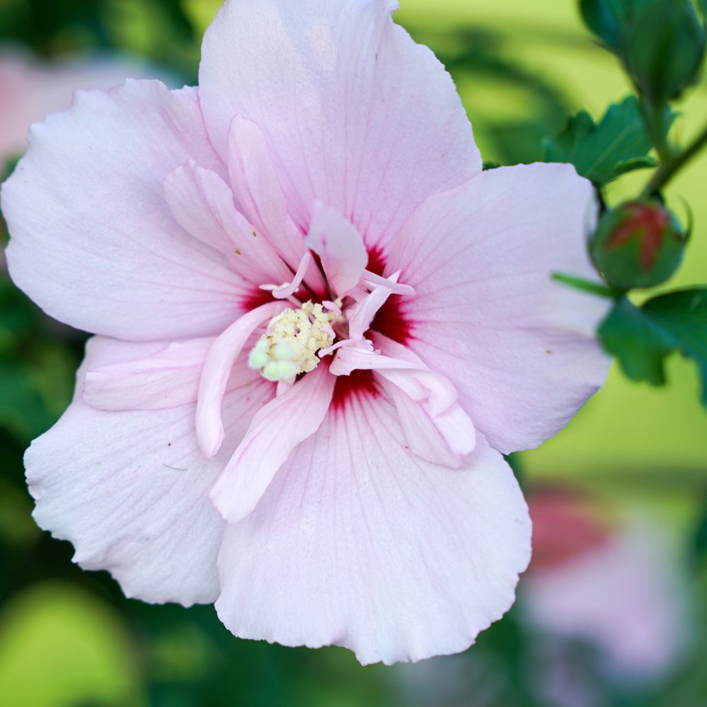 Hibisco-da-síria Pink Chiffon - Hibiscus syriacus