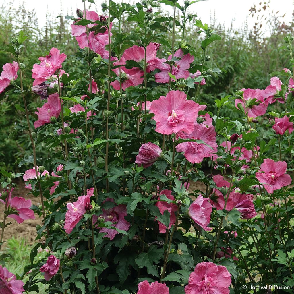 Hibisco-da-síria Pompei - Hibiscus syriacus
