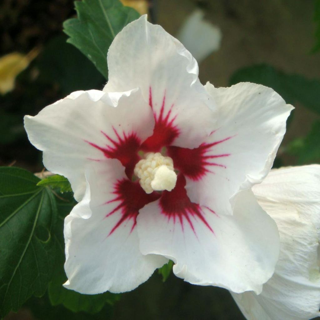 Hibisco-da-síria Red Heart - Hibiscus syriacus