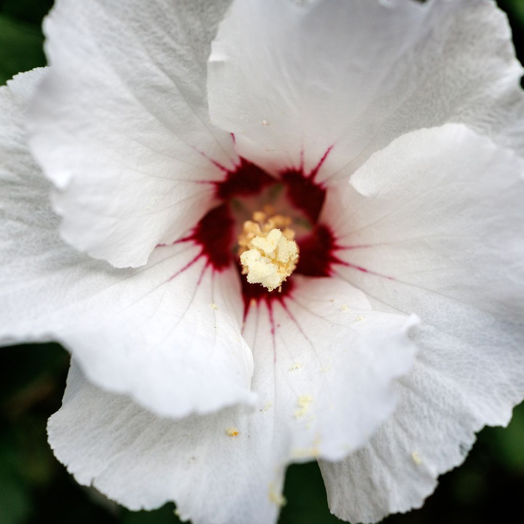 Hibisco-da-síria Red Heart - Hibiscus syriacus