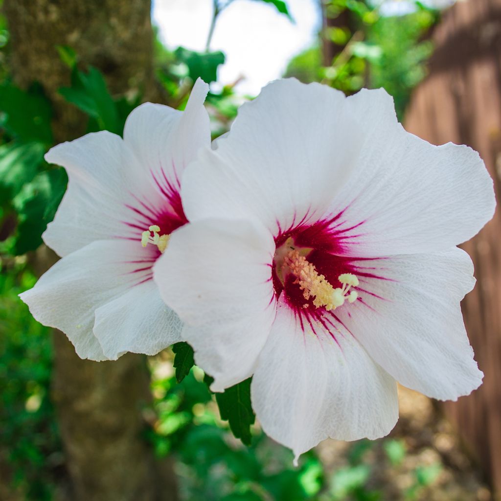 Hibisco-da-síria Red Heart - Hibiscus syriacus