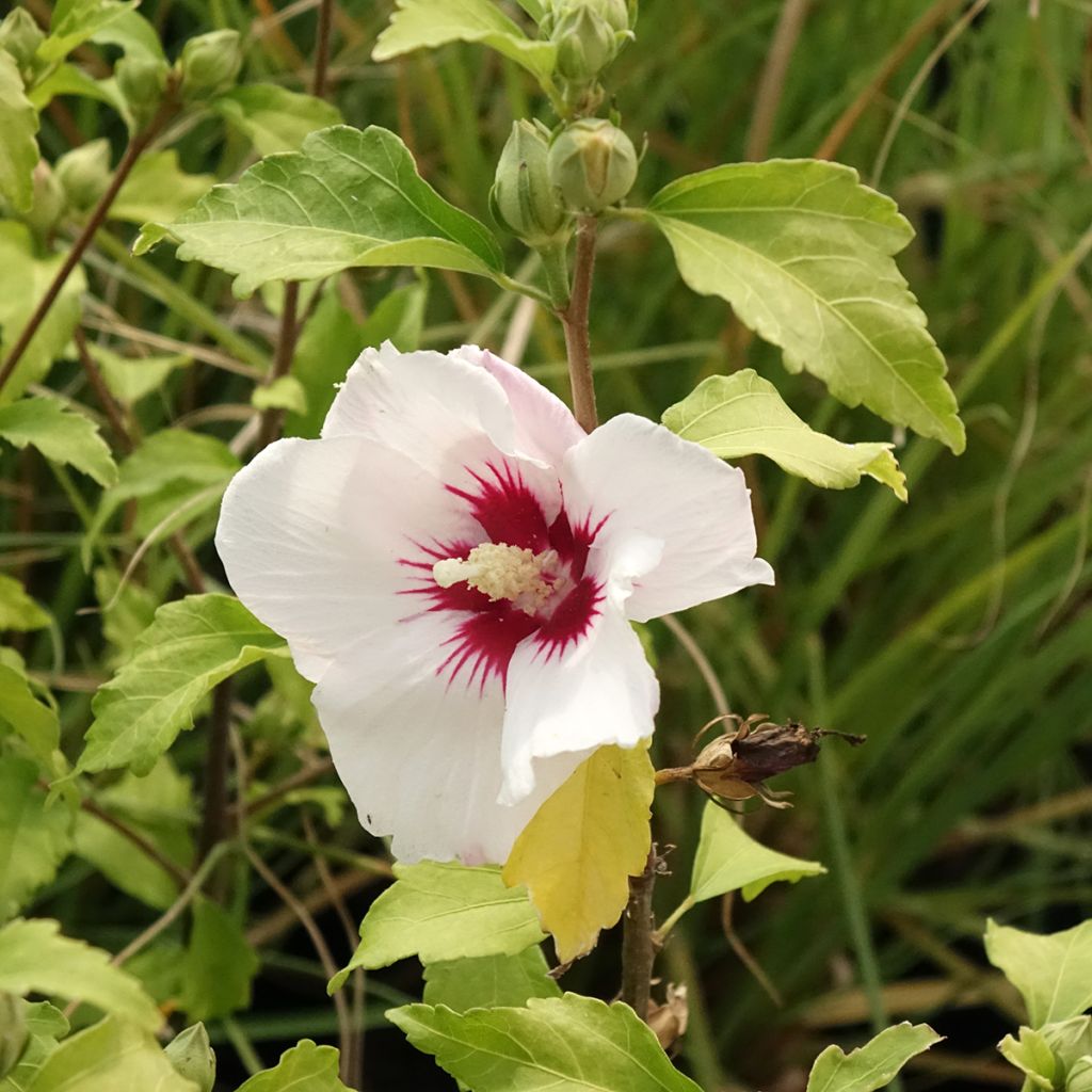 Hibisco-da-síria Shintaeyang - Hibiscus syriacus