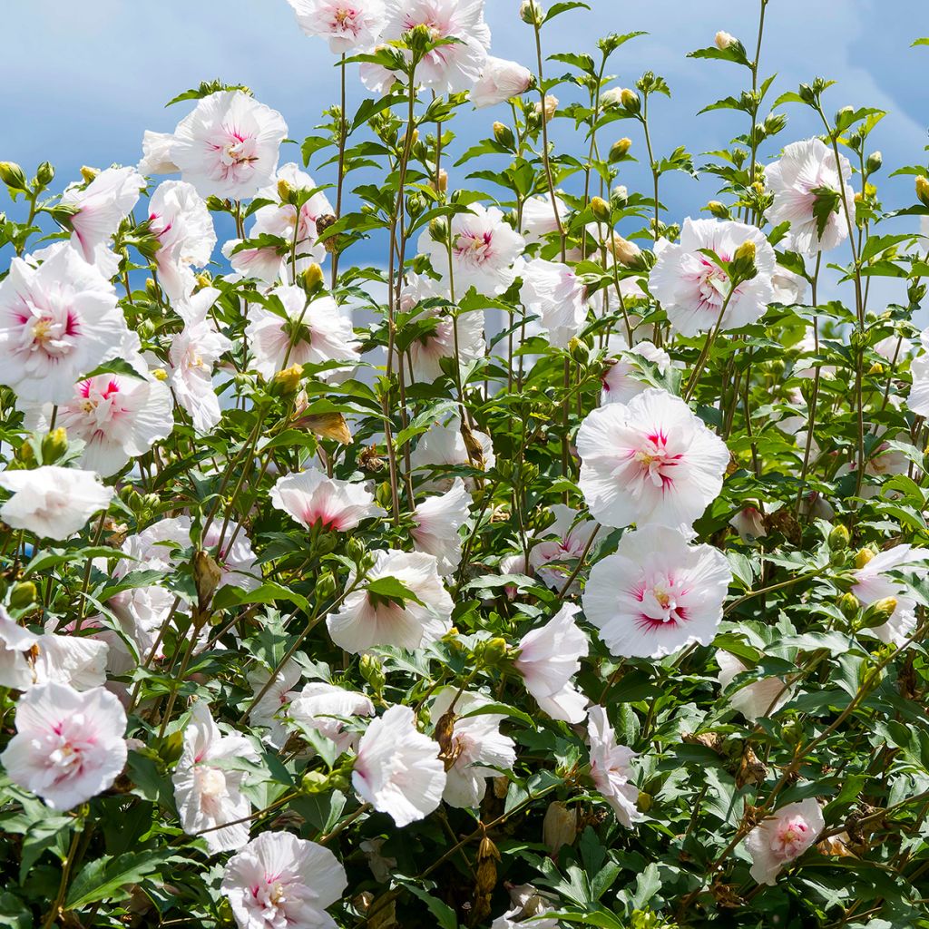 Hibisco-da-síria Starburst Chiffon - Hibiscus syriacus