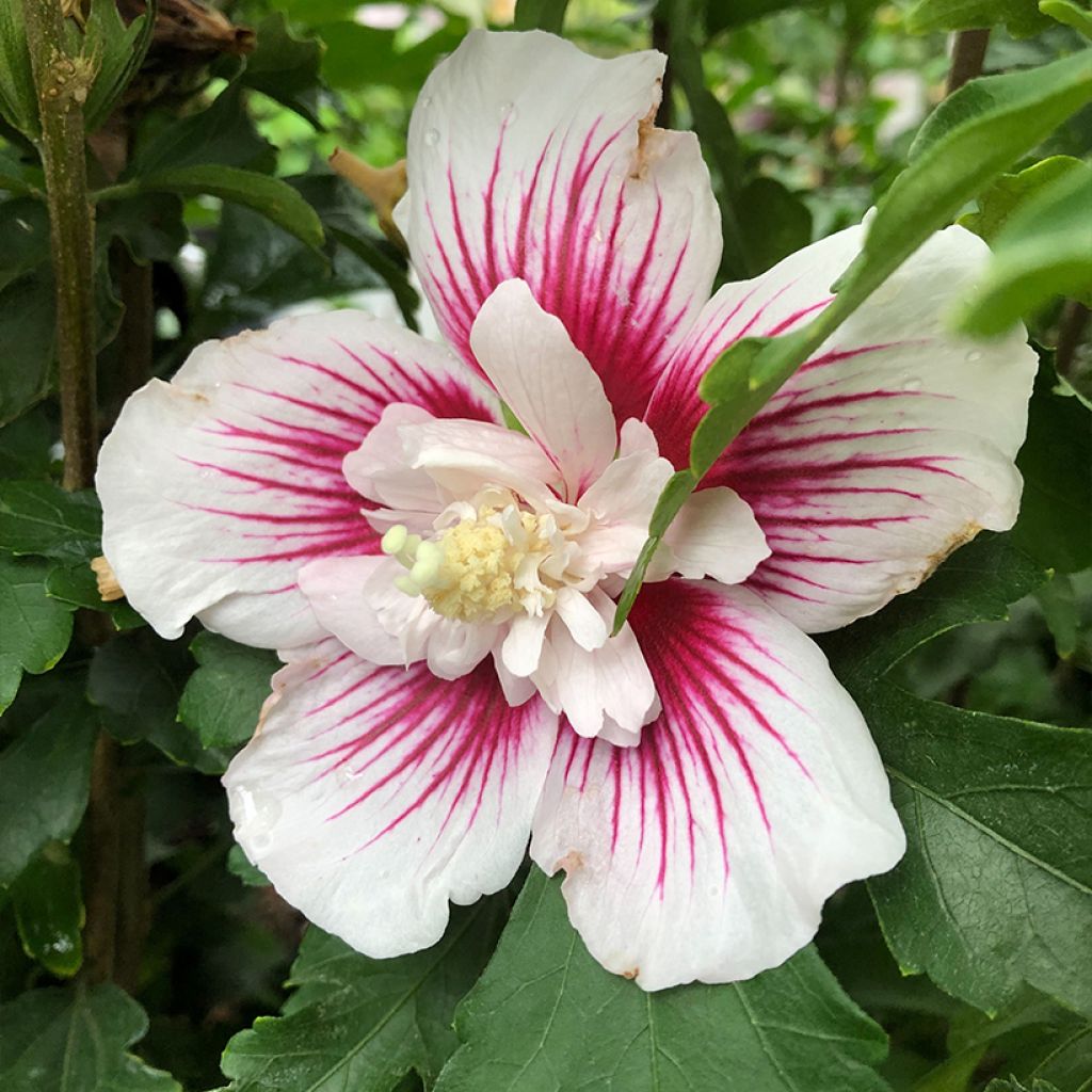 Hibisco-da-síria Starburst Chiffon - Hibiscus syriacus