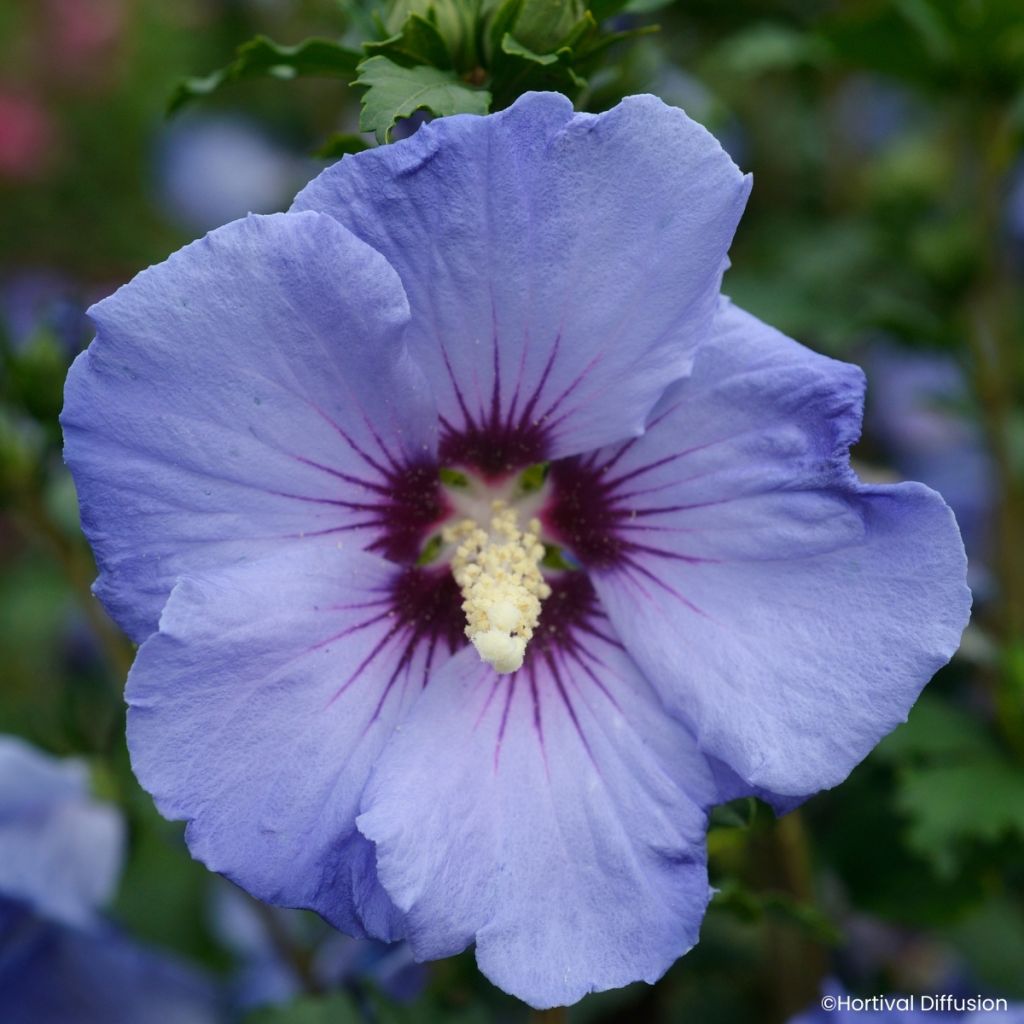 Hibisco-da-síria Sup'Blue - Hibiscus syriacus