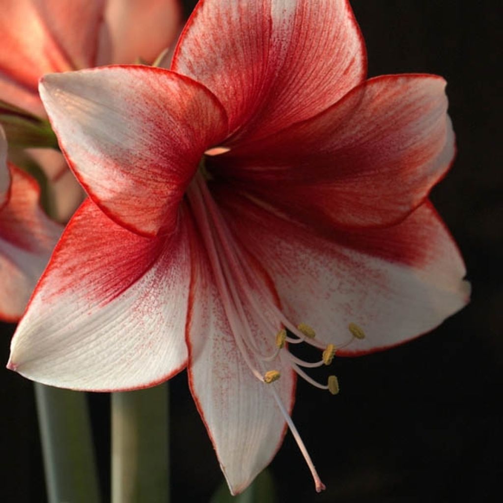 Amarílis Hippeastrum Charisma