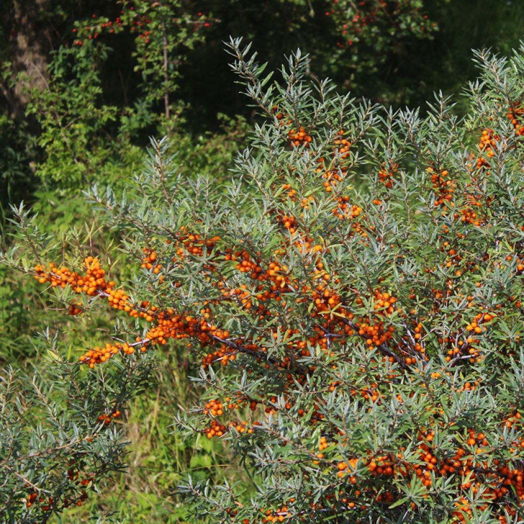 Hippophae rhamnoides Sirola
