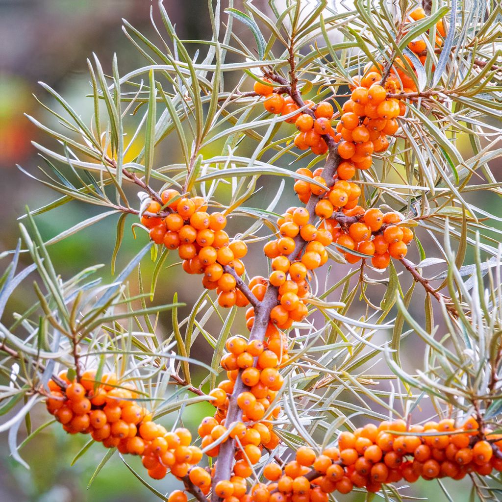 Hippophae rhamnoides em sementes - Espinheiro-amarelo