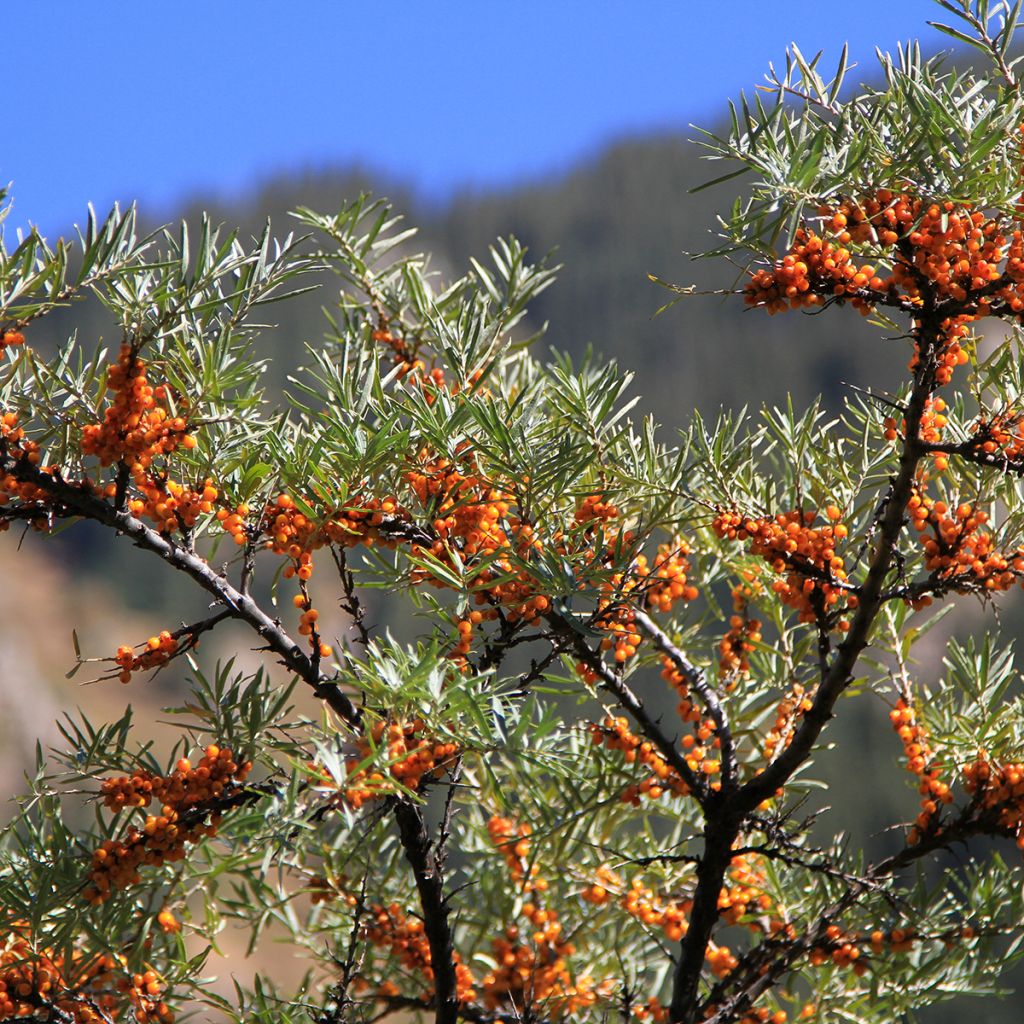 Hippophae rhamnoides em sementes - Espinheiro-amarelo