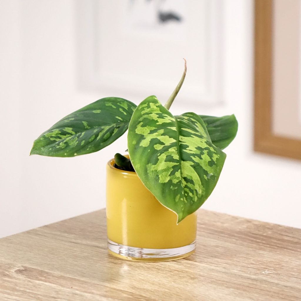 Aglaonema wallisii Camouflage