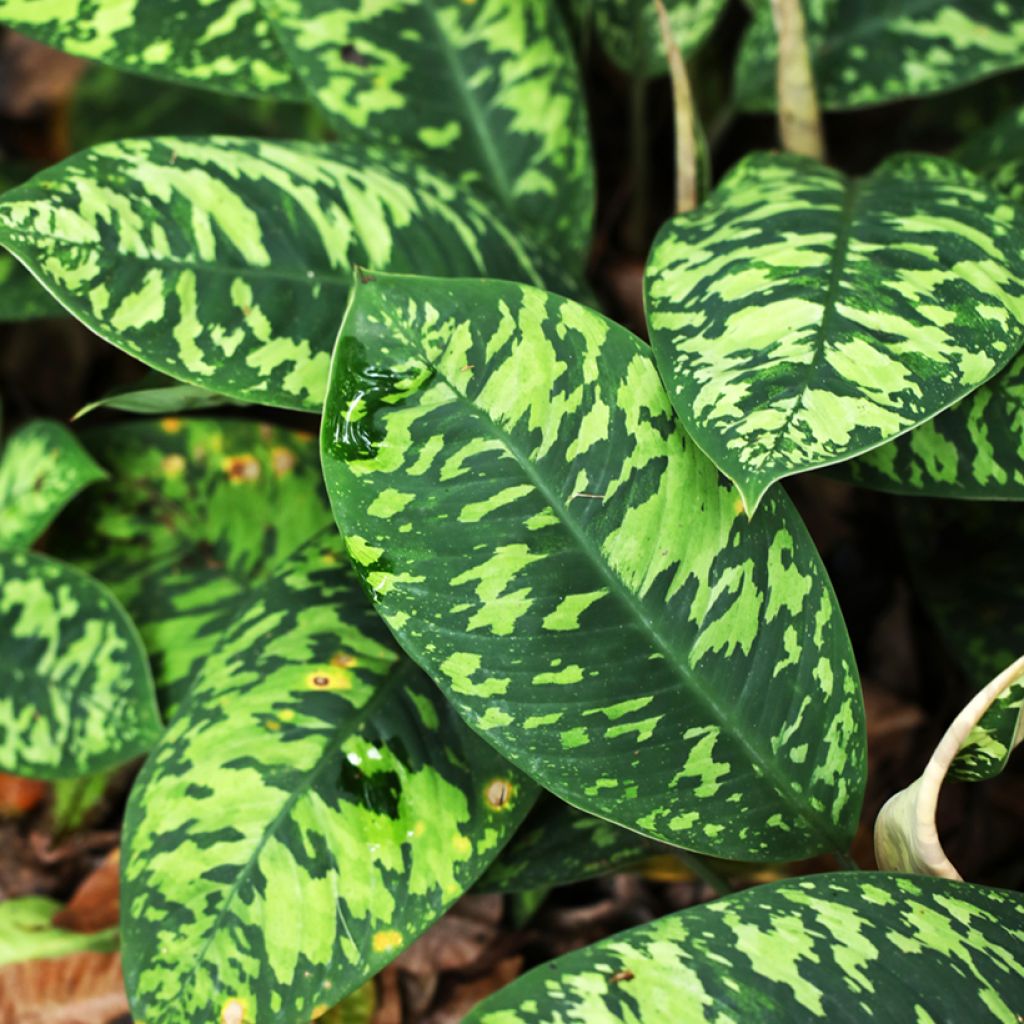 Aglaonema wallisii Camouflage