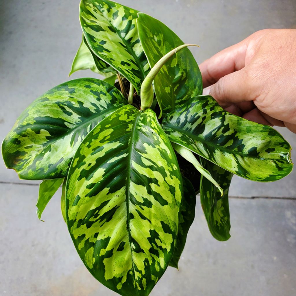 Aglaonema wallisii Camouflage