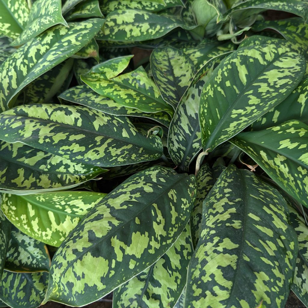 Aglaonema wallisii Camouflage
