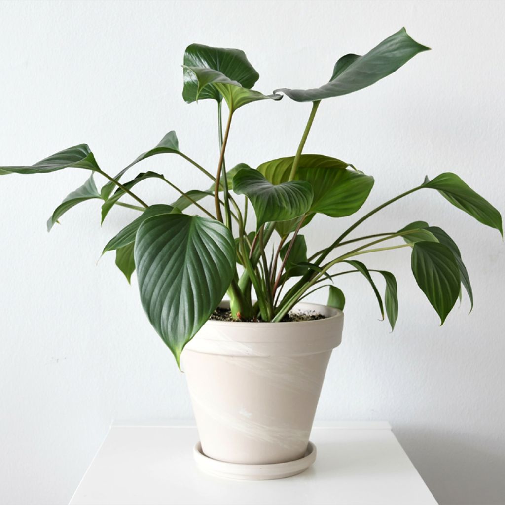 Homalomena wallisii Emerald Gem