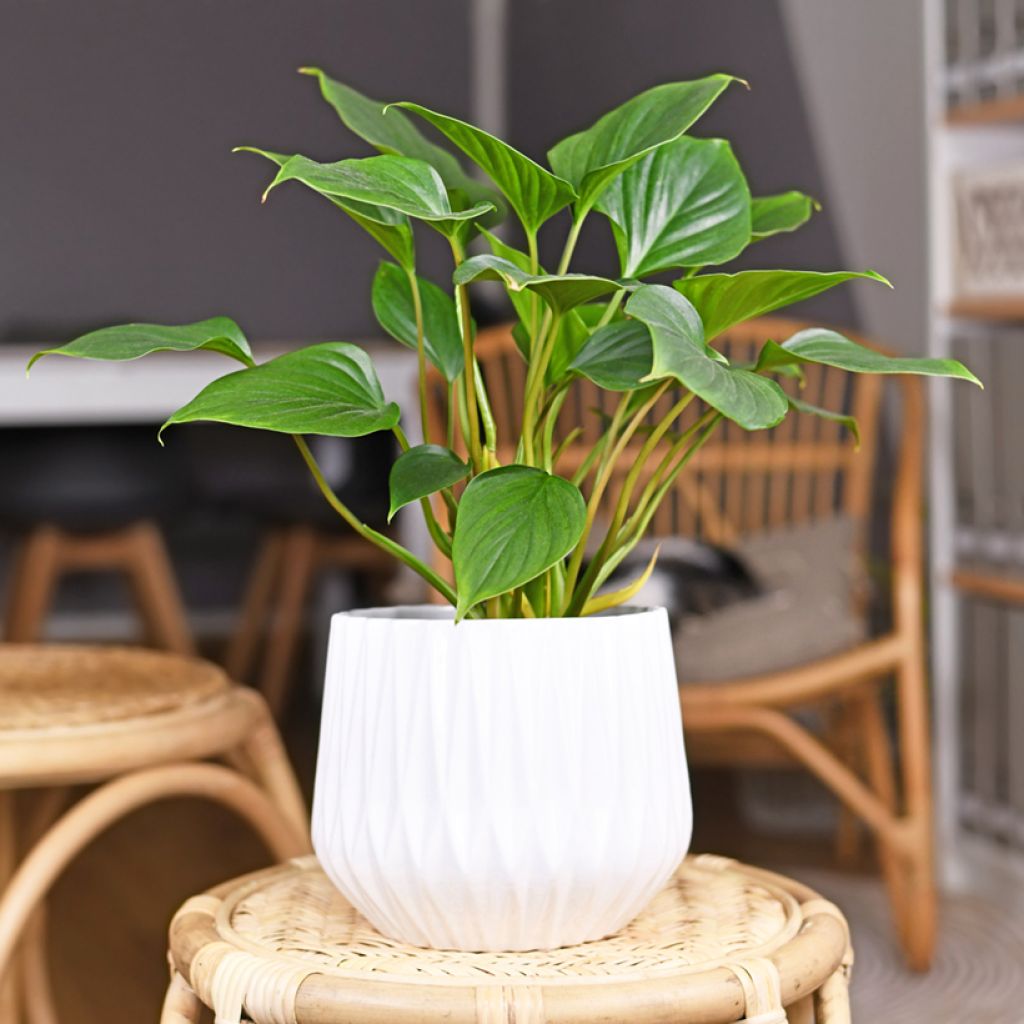 Homalomena wallisii Emerald Gem