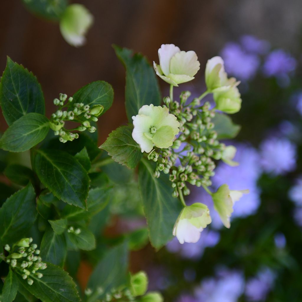 Hortênsia Runaway Bride