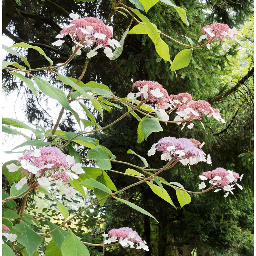 Hortênsia aspera subsp. sargentiana Goldrush