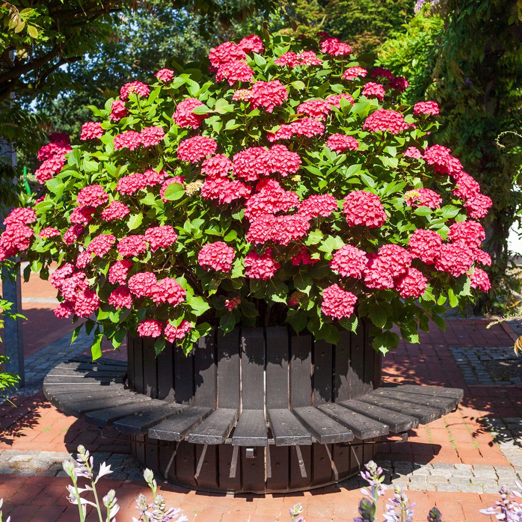 Hortênsia macrophylla Deutschland