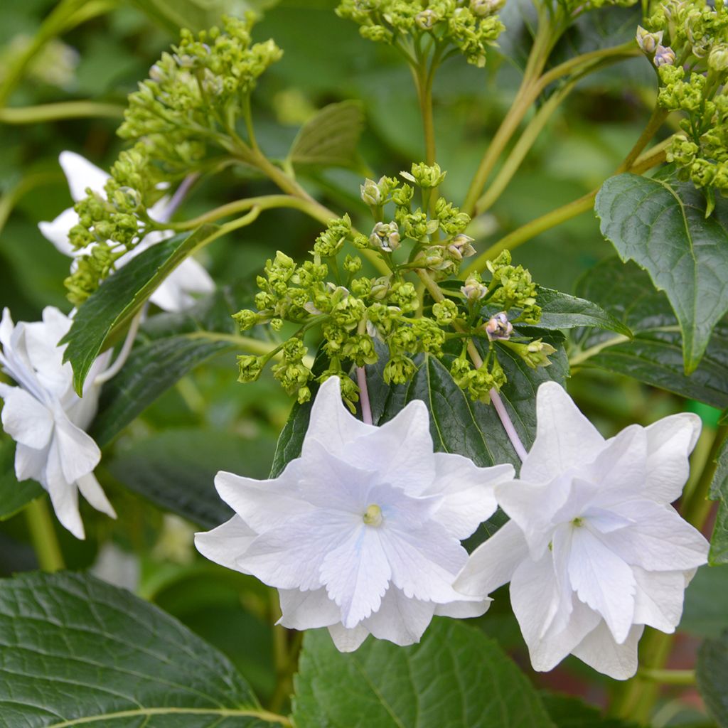 Hortênsia macrophylla Fireworks White
