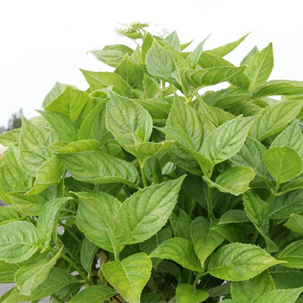 Hortênsia macrophylla Lanarth White