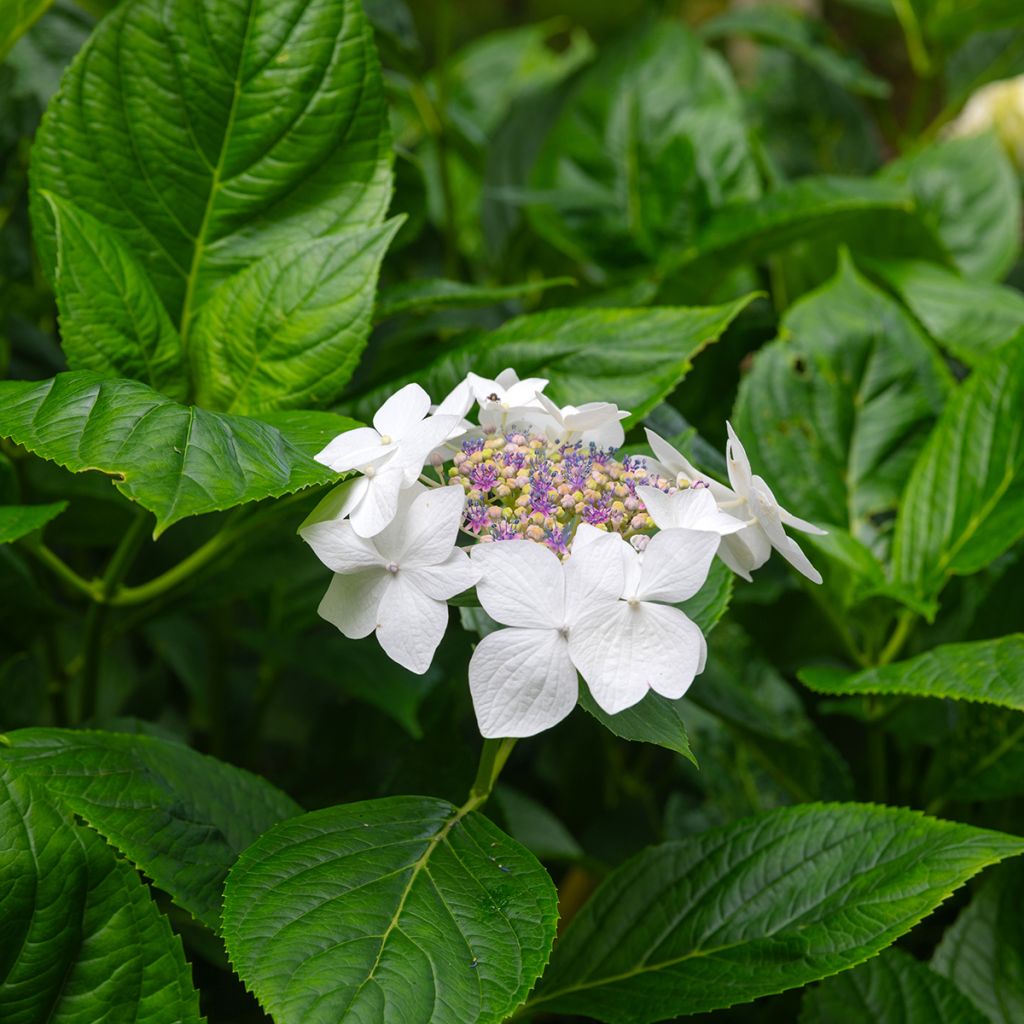 Hortênsia macrophylla Libelle