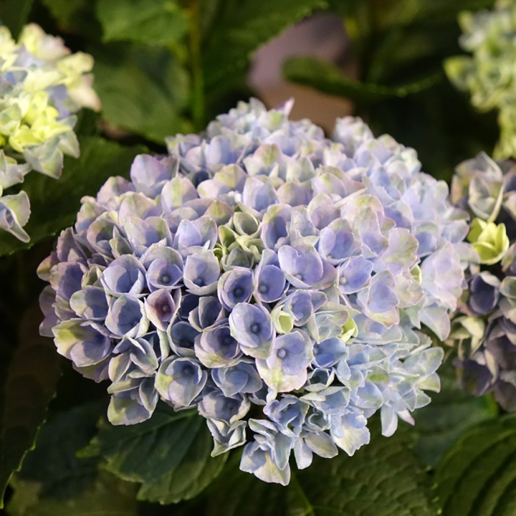 Hortênsia macrophylla Magical Revolution Bleu