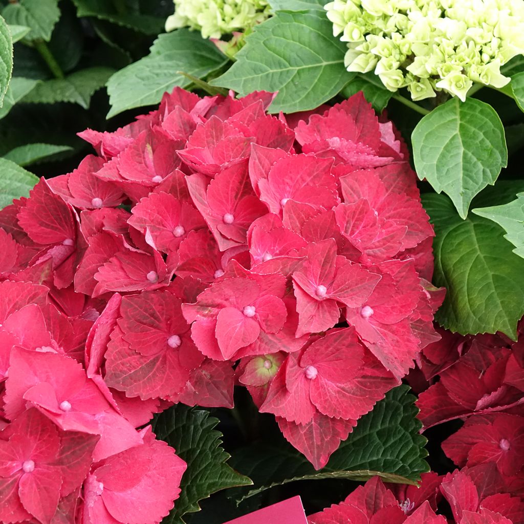Hortênsia macrophylla Magical Ruby Tuesday