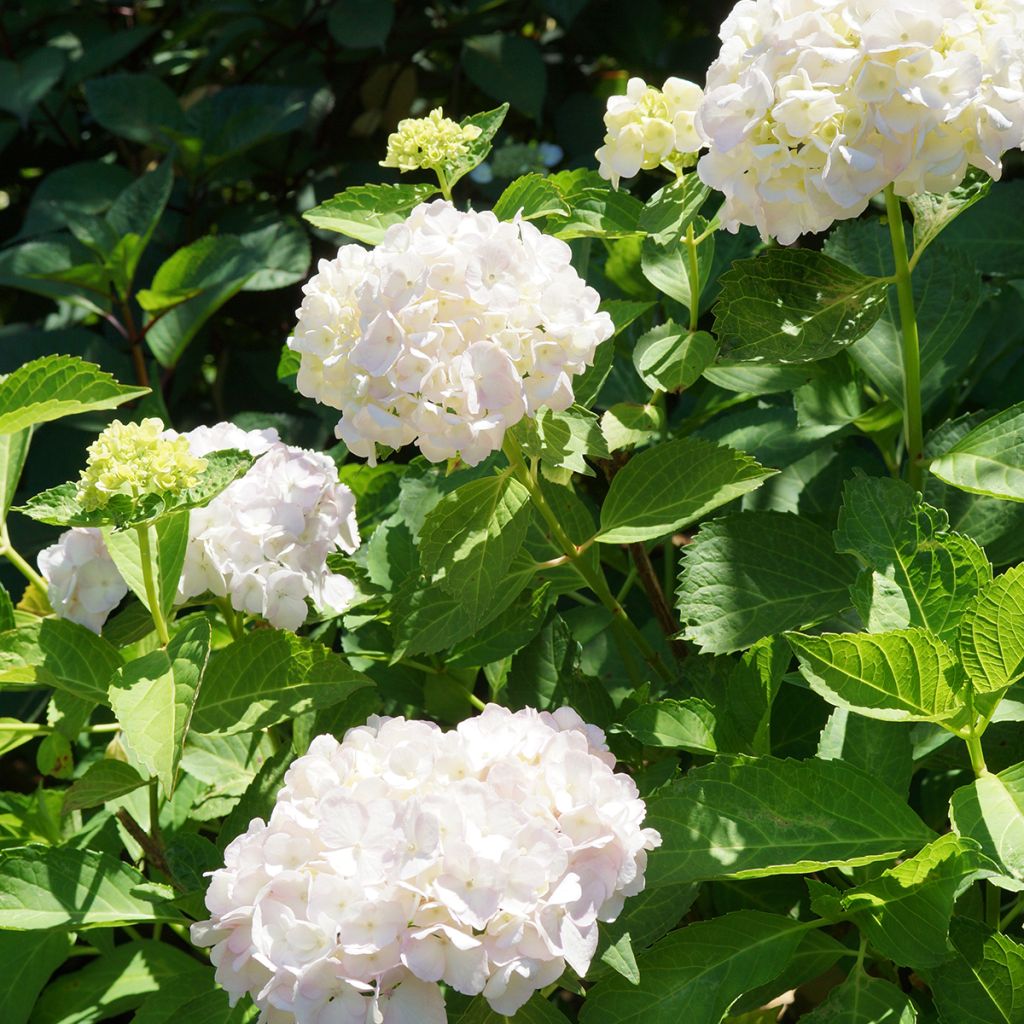 Hortênsia macrophylla Mme Emile Mouillère