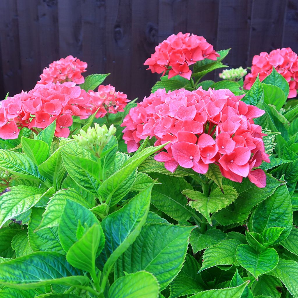 Hortênsia macrophylla Pia