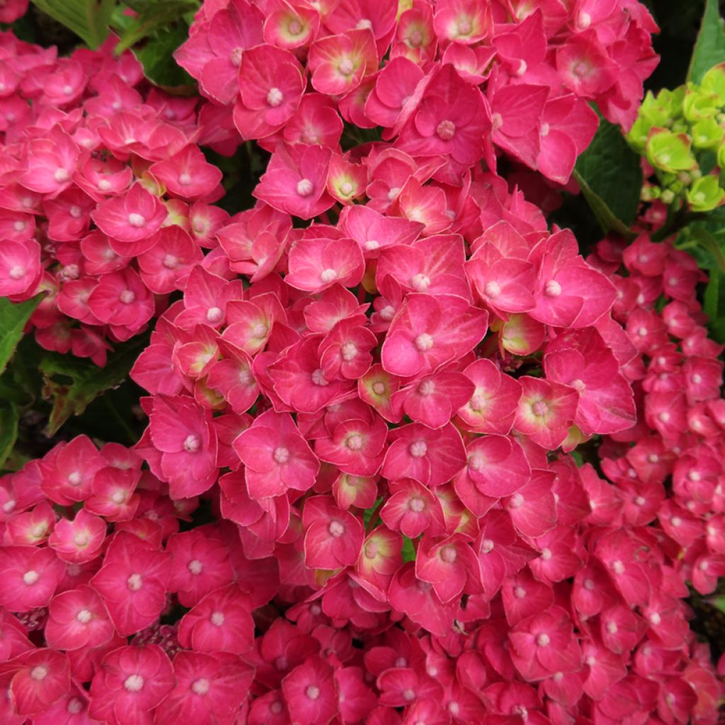 Hortênsia macrophylla Rebellion Choco Love