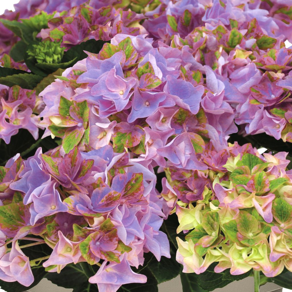 Hortênsia macrophylla Rembrandt Antico Fresco