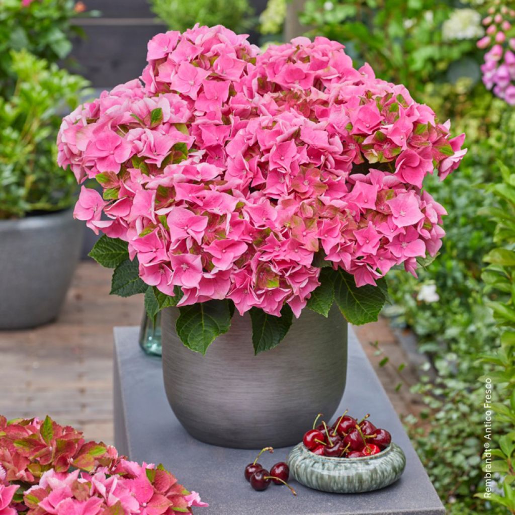 Hortênsia macrophylla Rembrandt Antico Fresco