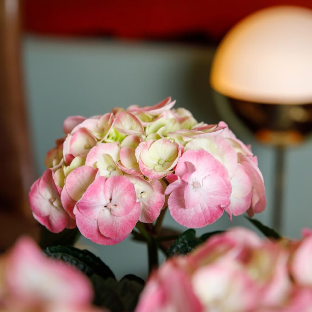 Hortênsia macrophylla Rembrandt Dolce Chic