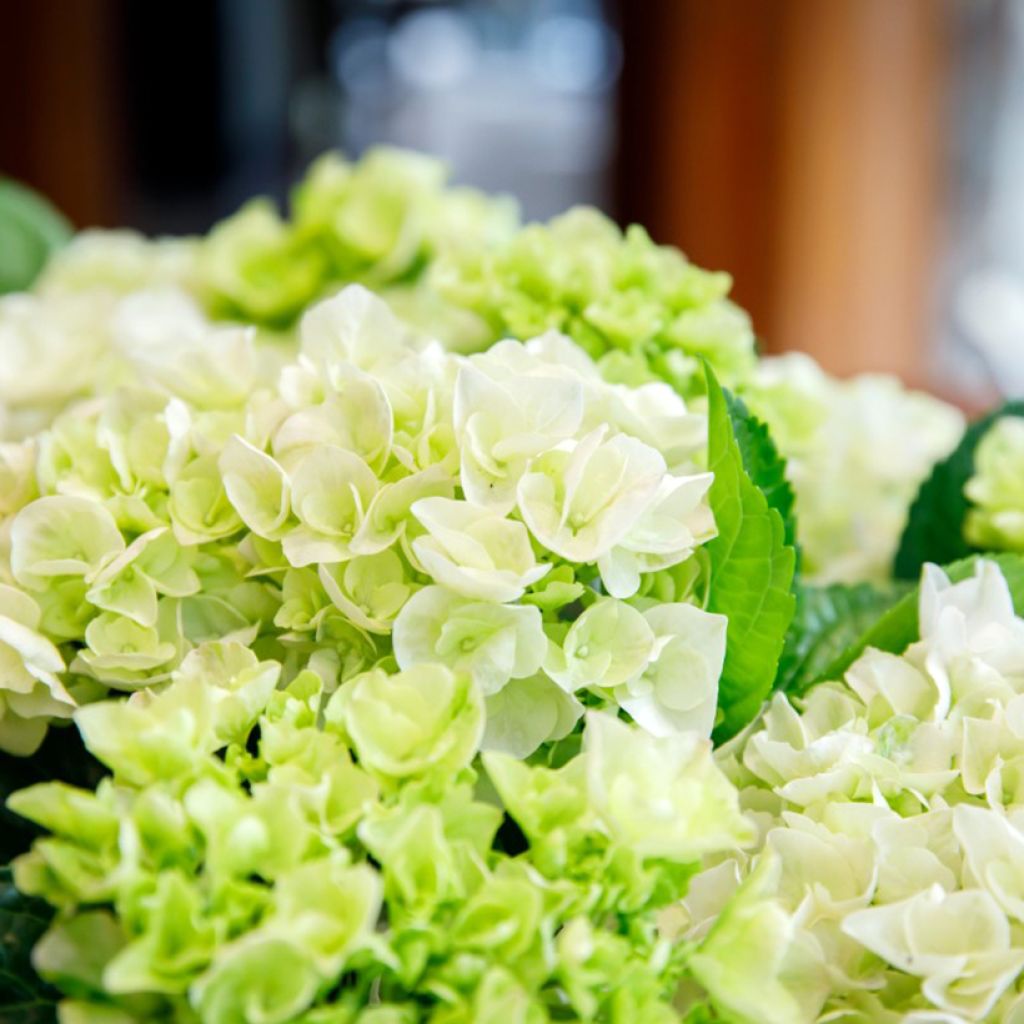 Hortênsia macrophylla Rembrandt Elegant Rosa