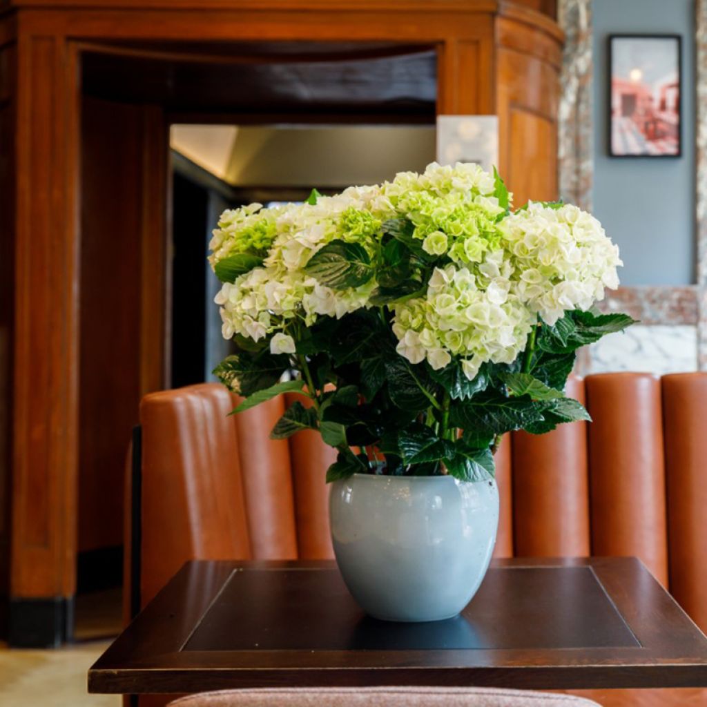 Hortênsia macrophylla Rembrandt Elegant Rosa