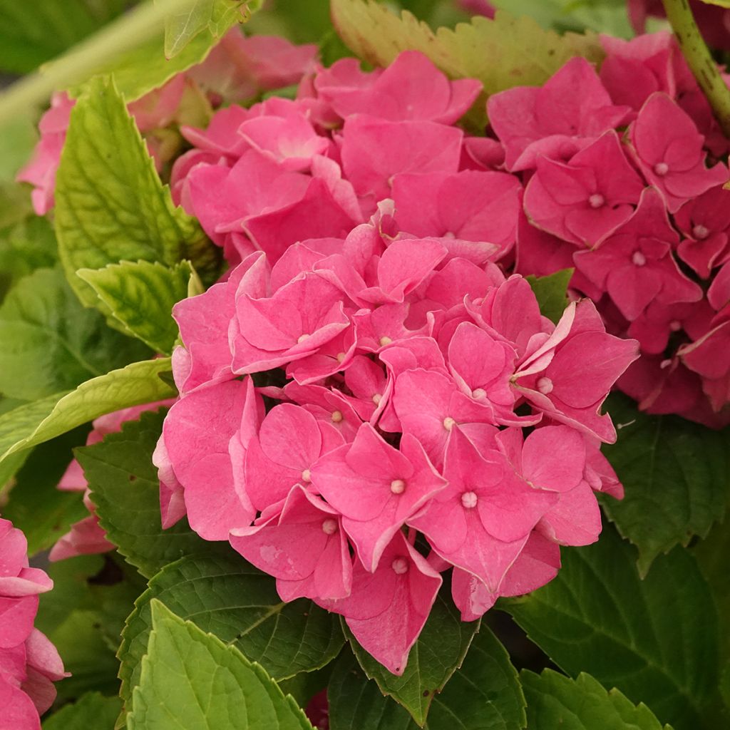 Hortênsia macrophylla Renate Steiniger