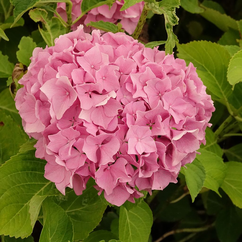 Hortênsia macrophylla Renate Steiniger