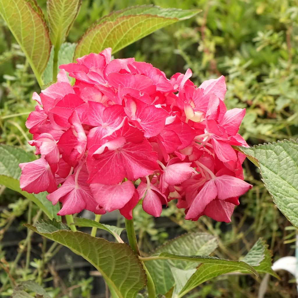 Hortênsia macrophylla Selma