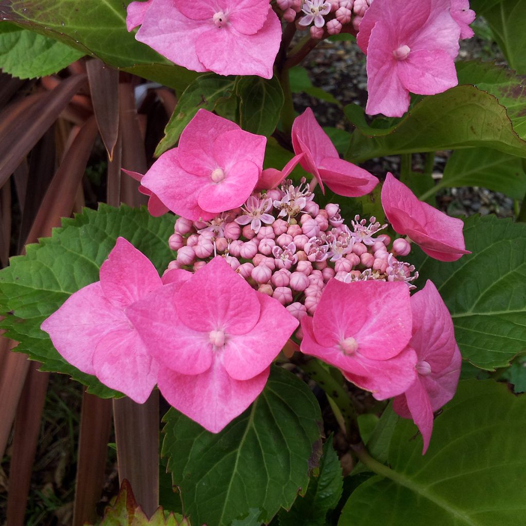 Hortênsia macrophylla Teller Rosa