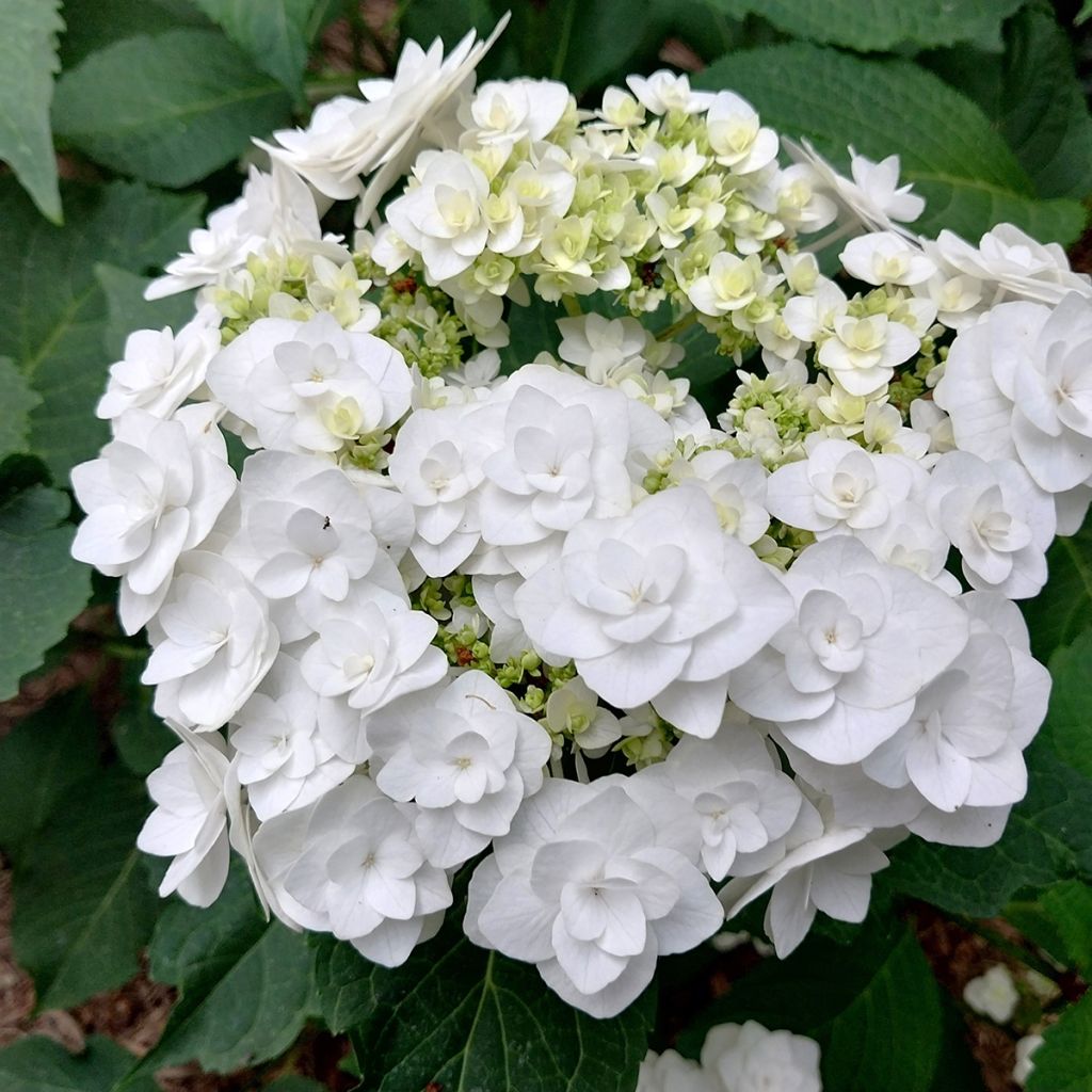 Hortênsia macrophylla Wedding Gown