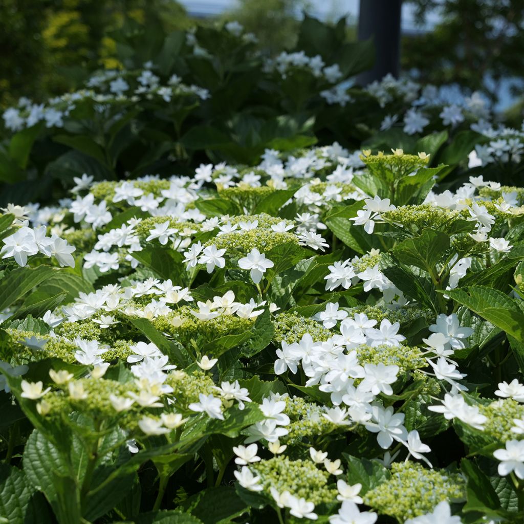 Hortênsia macrophylla Wedding Gown