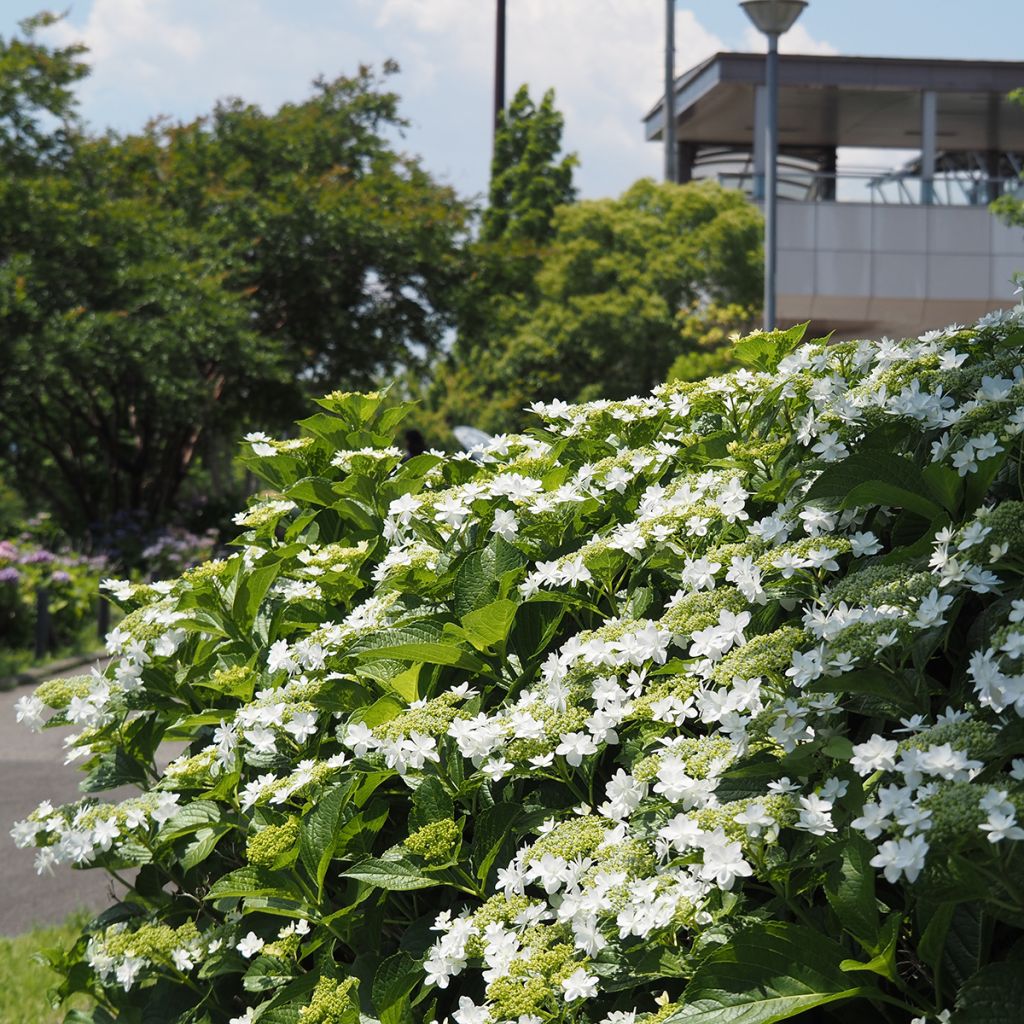 Hortênsia macrophylla Wedding Gown