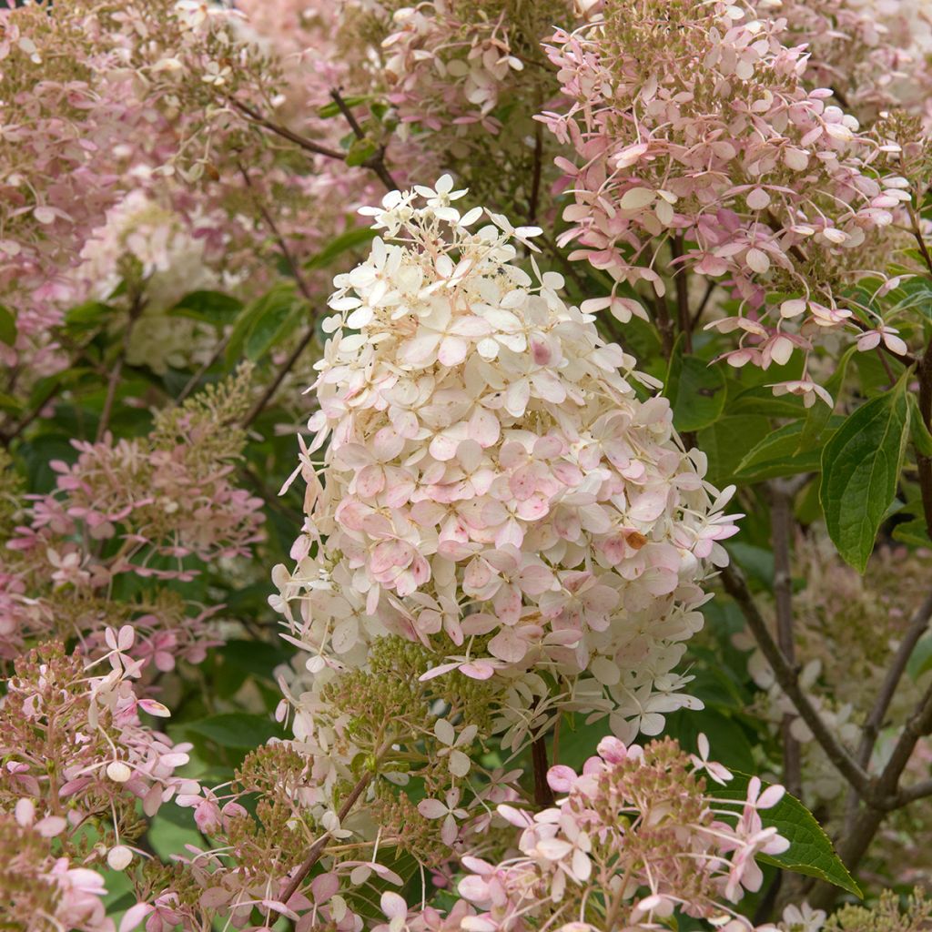 Hortênsia paniculata Pink Diamond