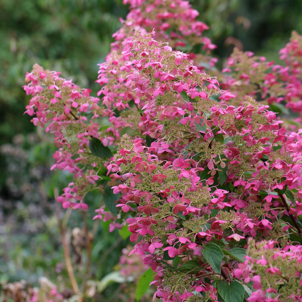 Hortênsia paniculata Pink Diamond