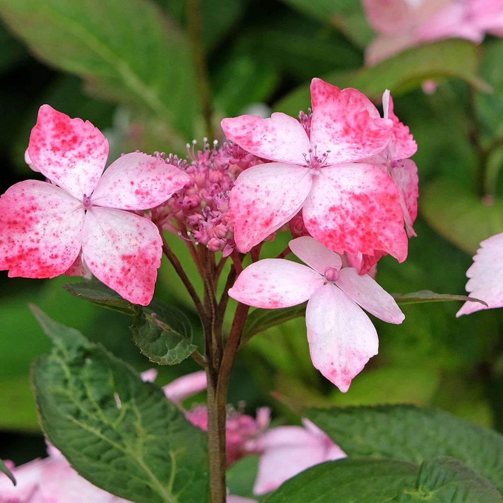 Hortênsia serrata Grayswood