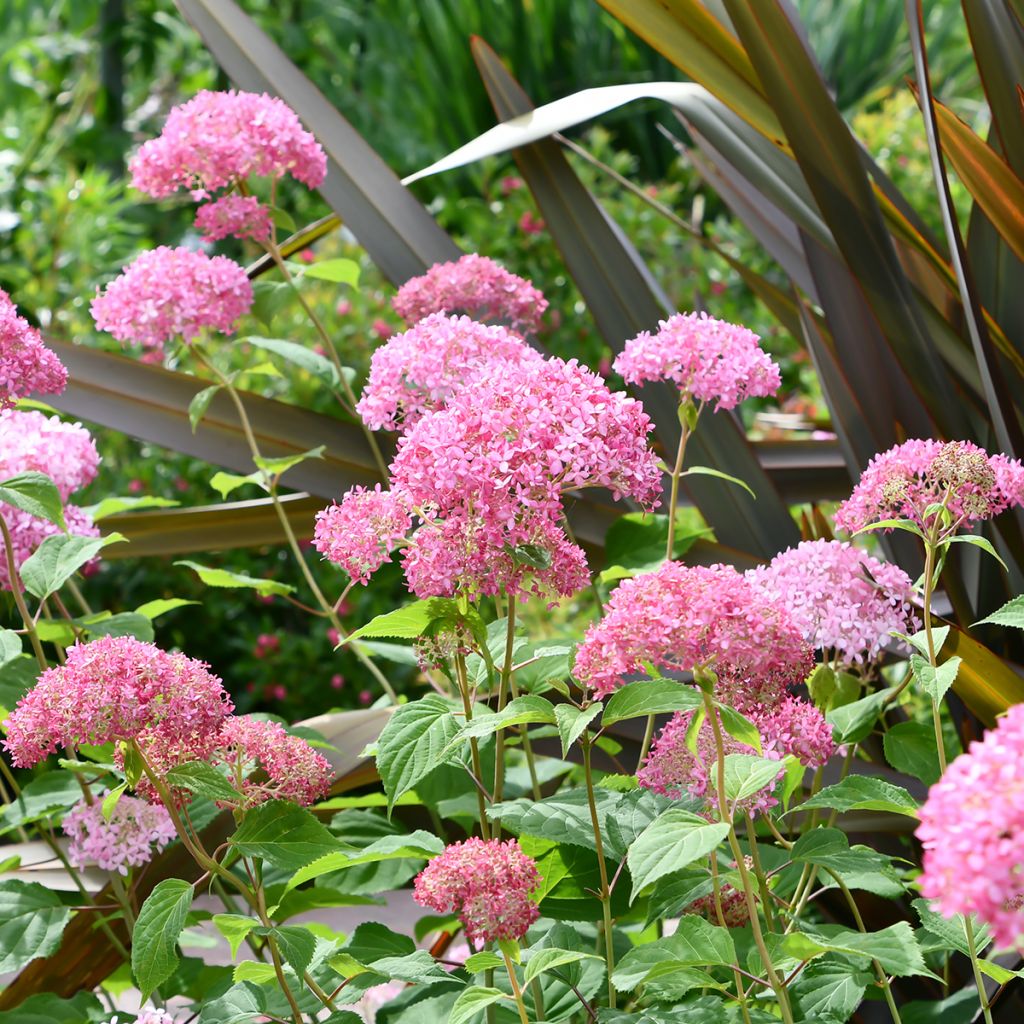 Hortênsia arborescens Pink Annabelle (Invincibelle)