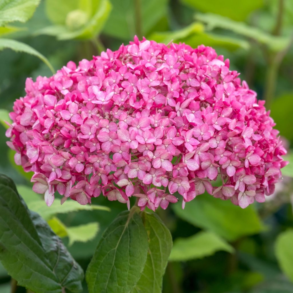 Hortênsia arborescens Ruby Annabelle