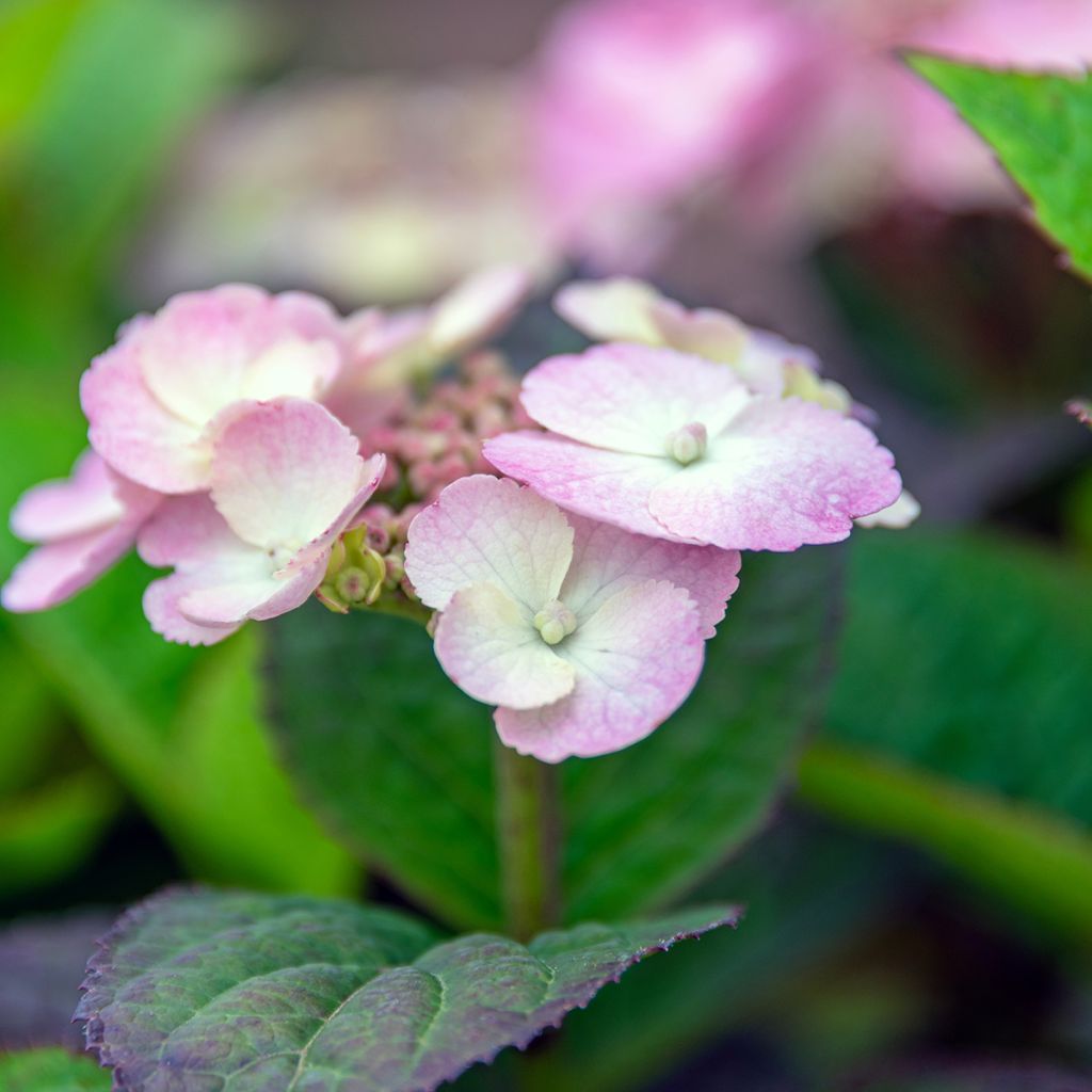 Hortênsia serratophylla Daredevil